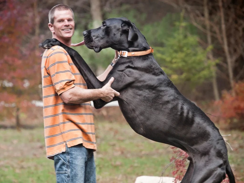 Top 10 Rarest Dog Breeds That Are Huge